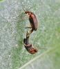 Mordellistena sp.